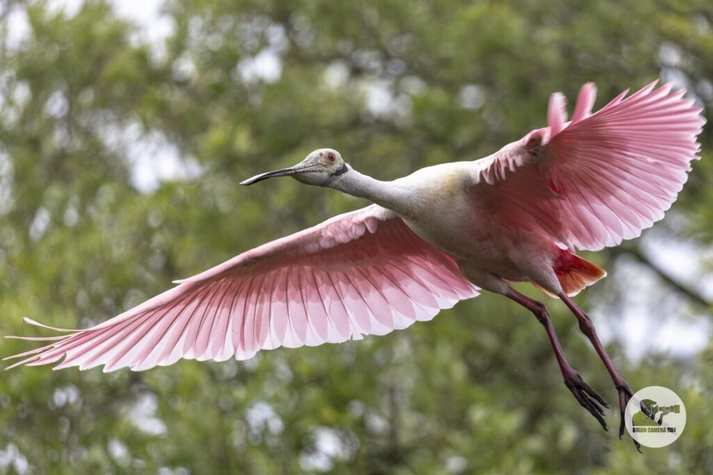 Roseate spoonbill_22