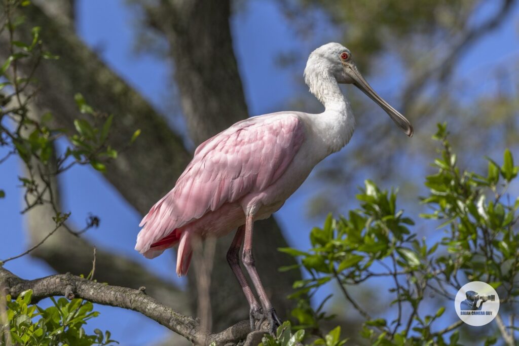 Roseate spoonbill_23