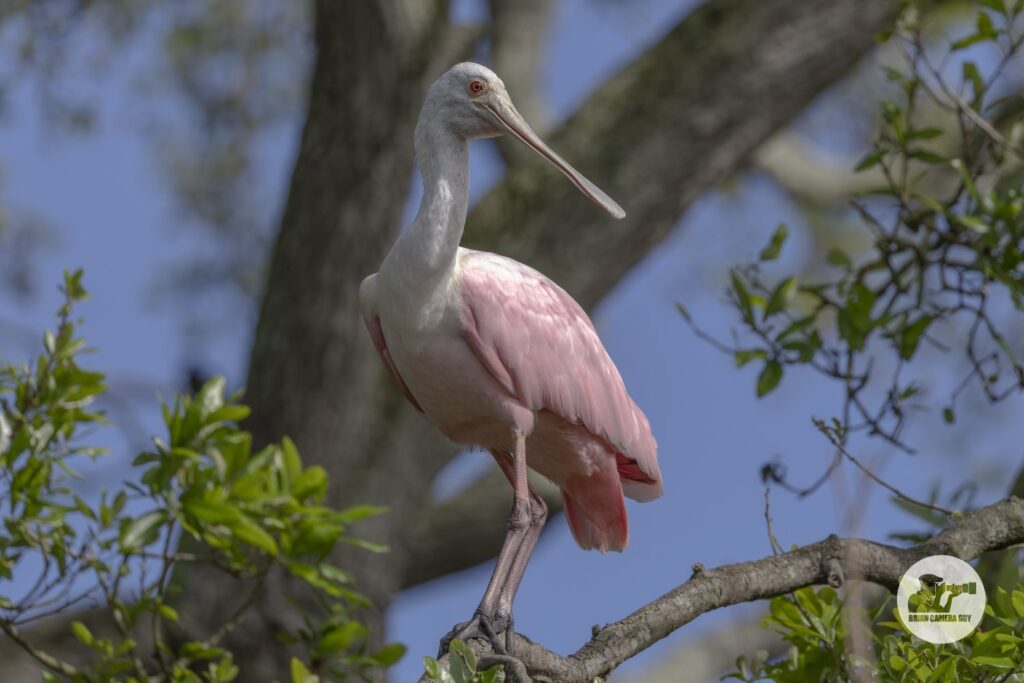 Roseate spoonbill_24