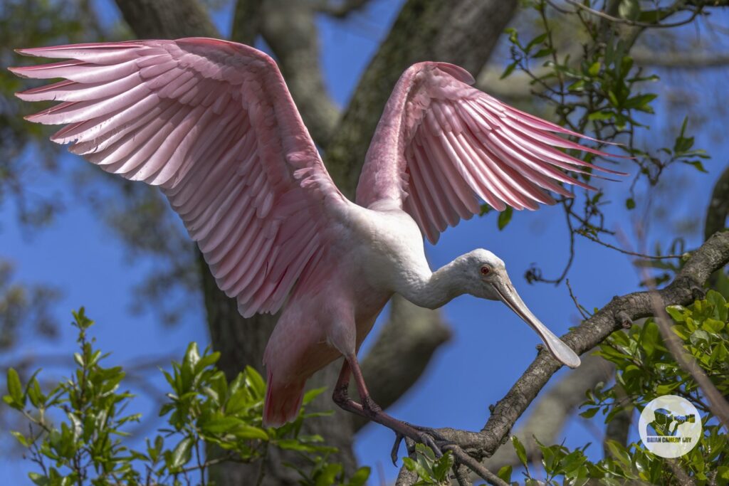 Roseate spoonbill_25