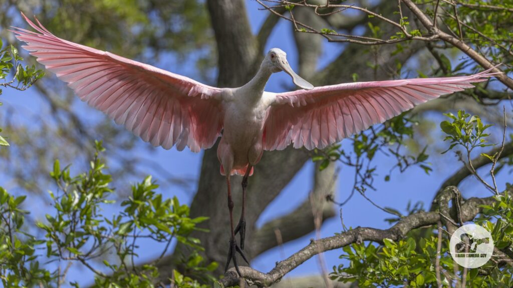 Roseate spoonbill_26