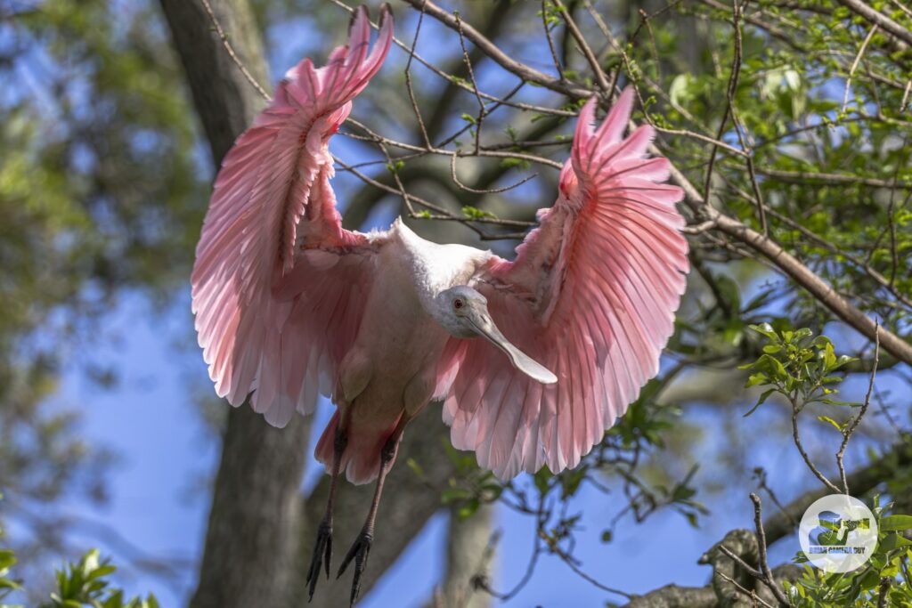 Roseate spoonbill_27