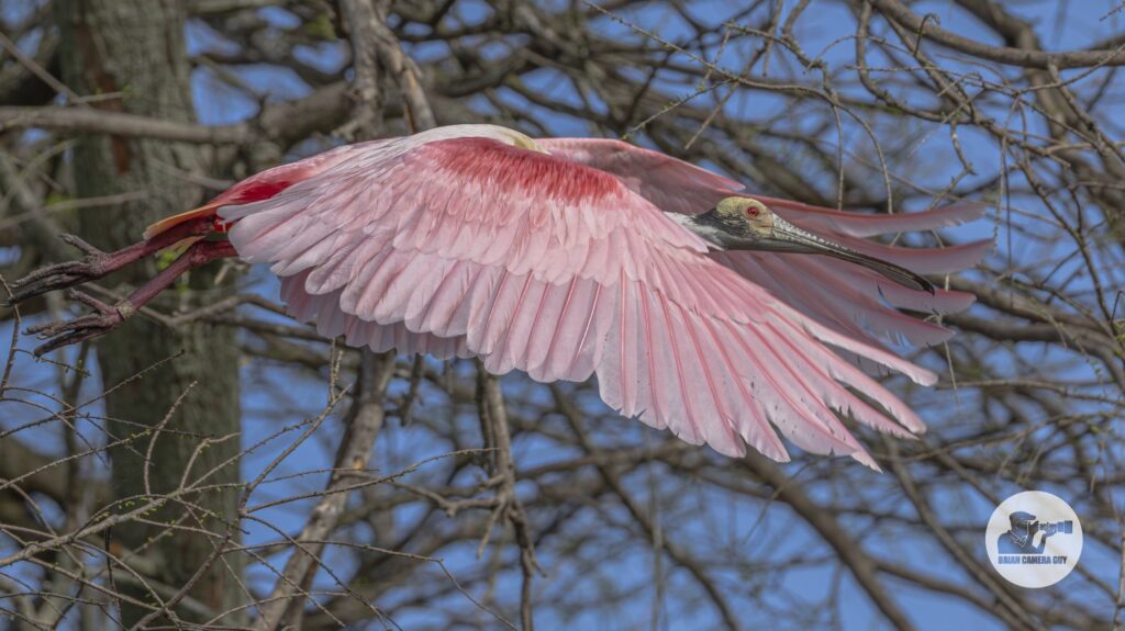 Roseate spoonbill_28