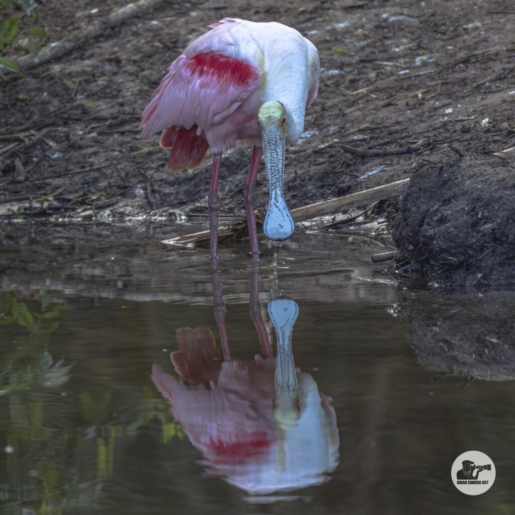 Roseate spoonbill_29
