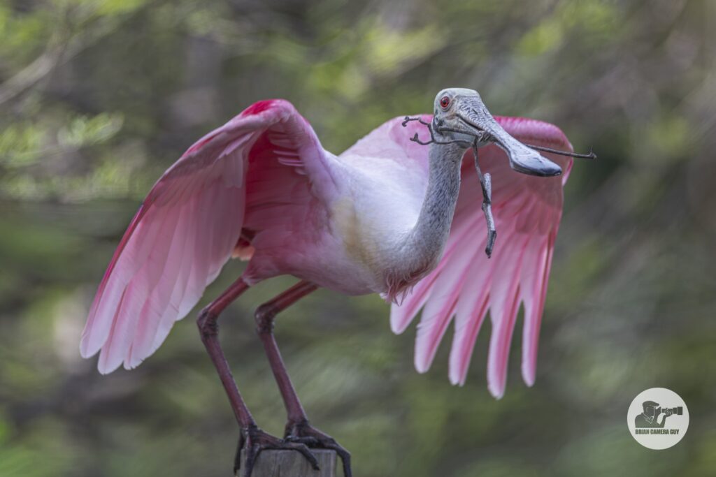 Roseate spoonbill_3
