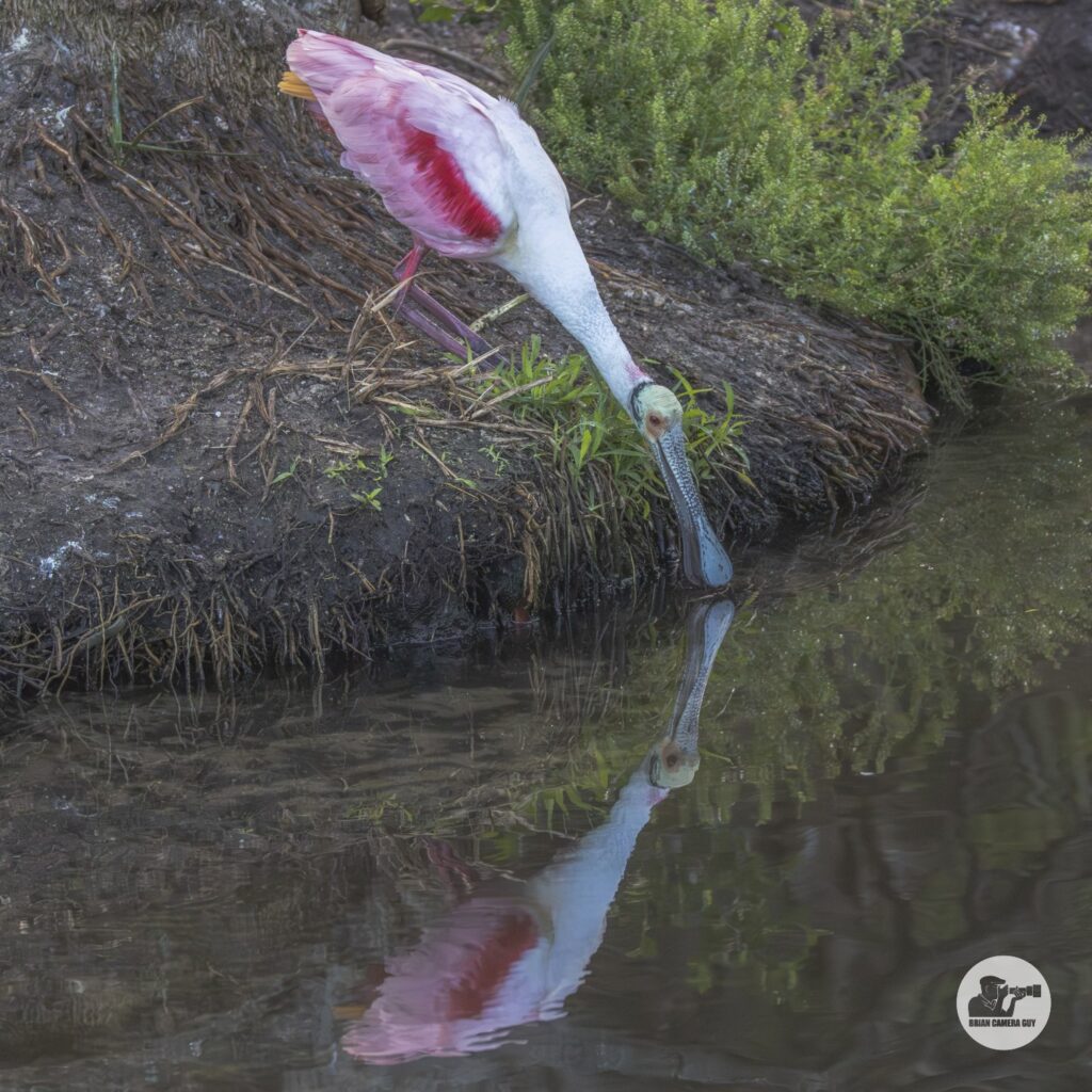 Roseate spoonbill_30