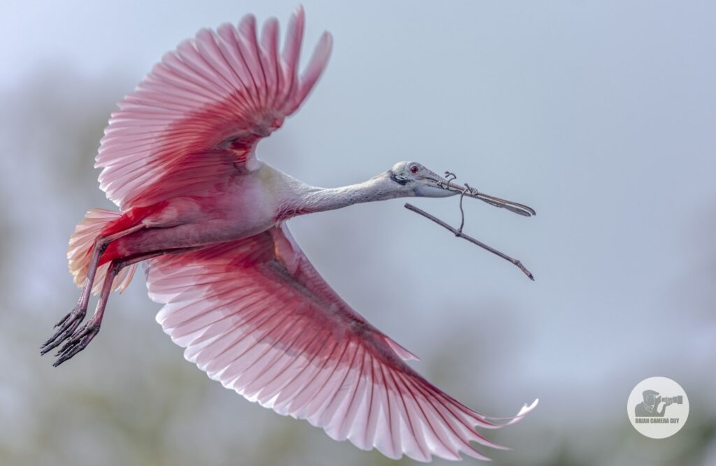Roseate spoonbill_4
