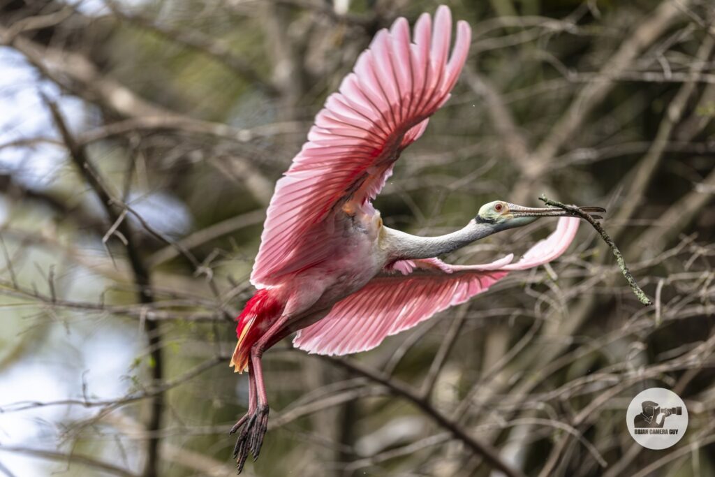 Roseate spoonbill_5