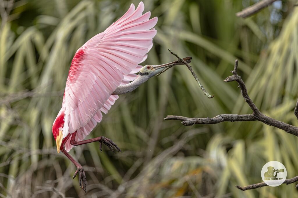 Roseate spoonbill_6