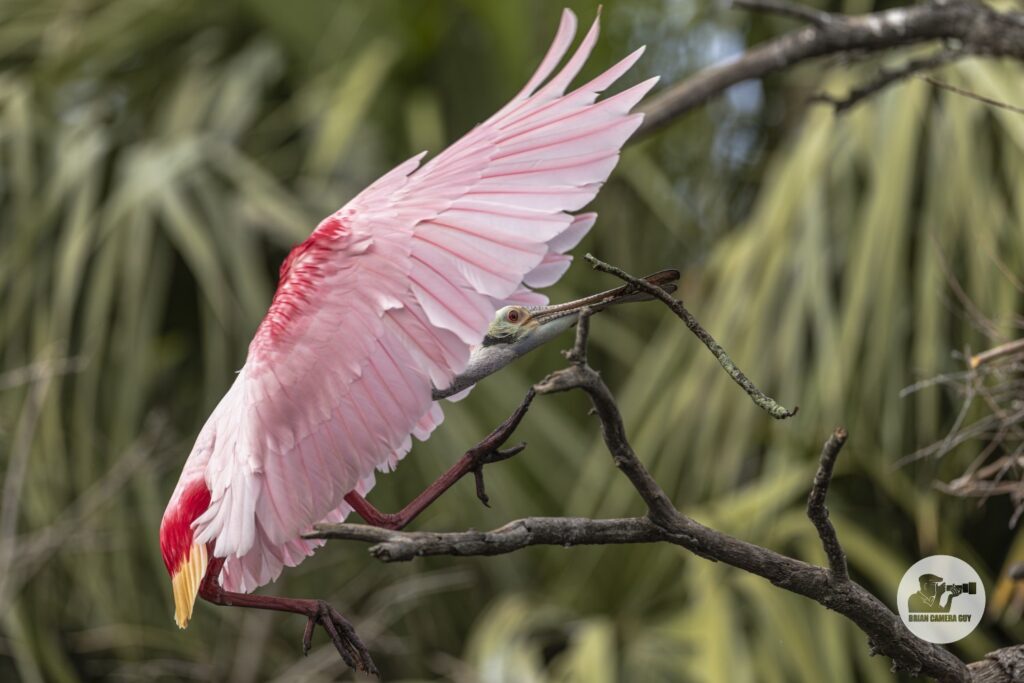 Roseate spoonbill_7