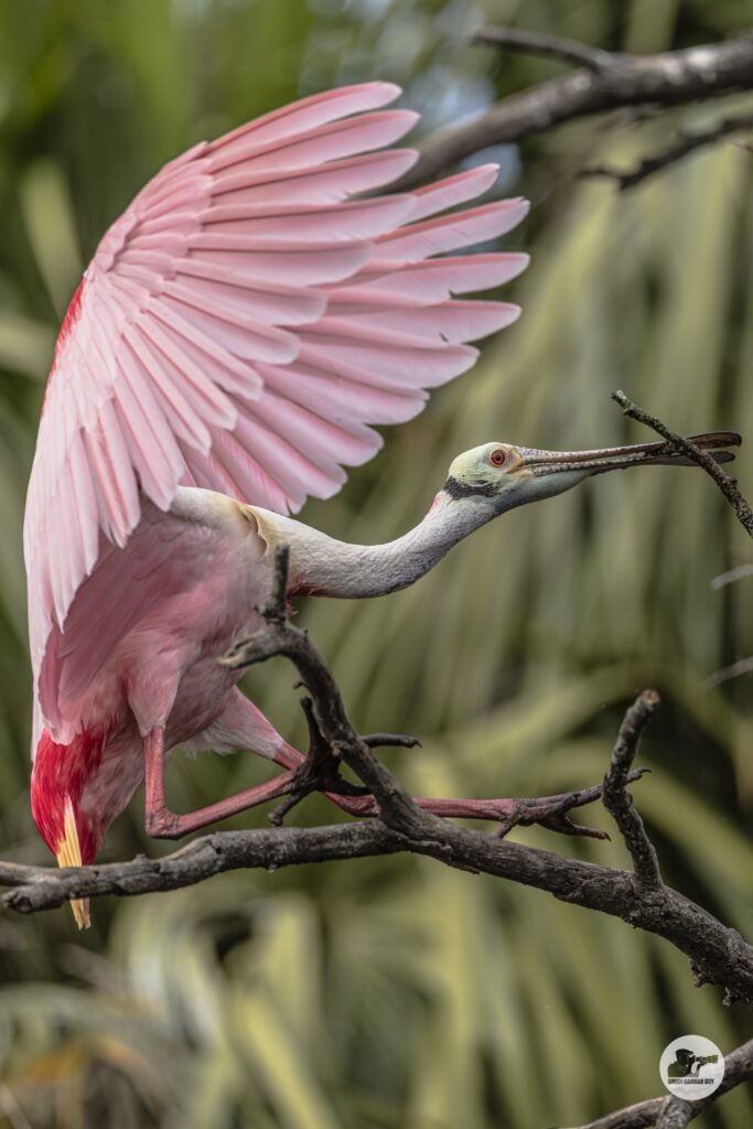 Roseate spoonbill_8