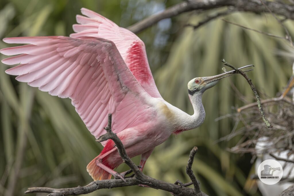 Roseate spoonbill_9