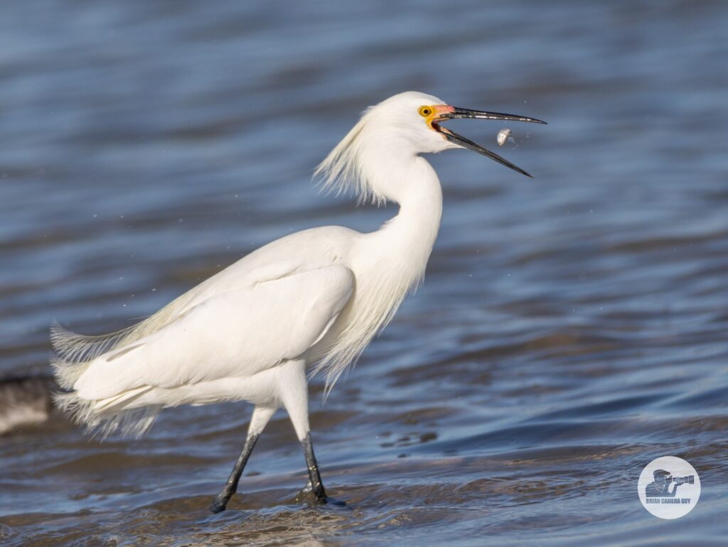 Snowy Egret-2
