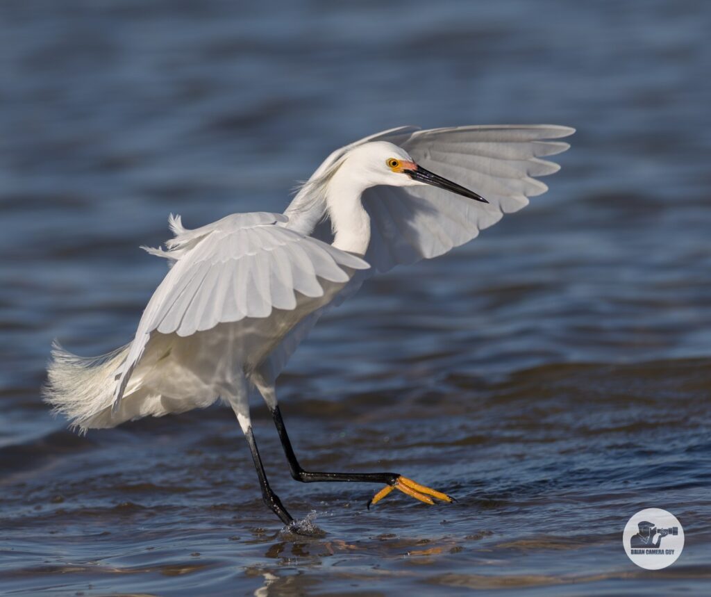 Snowy Egret