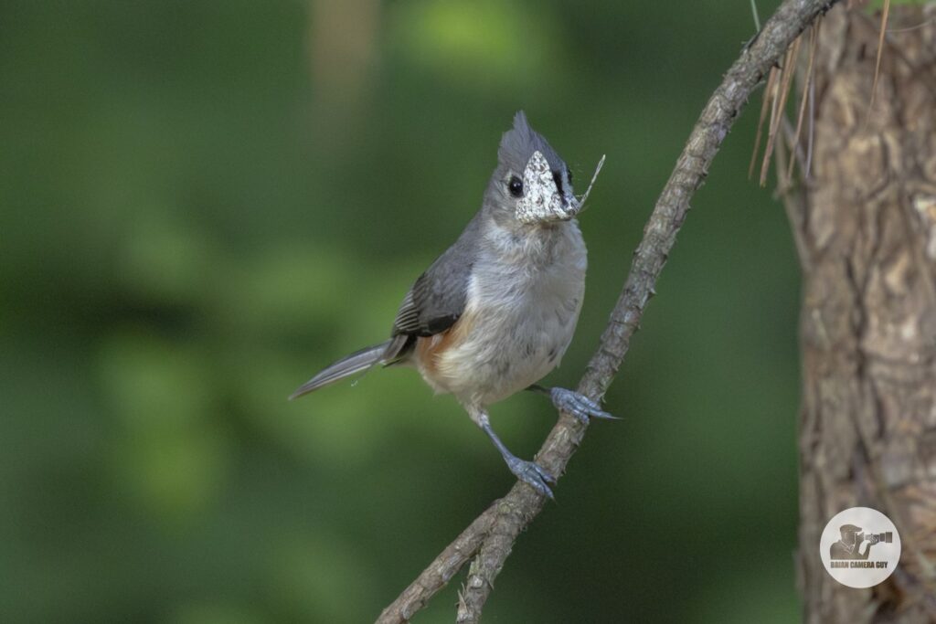 Titmouse