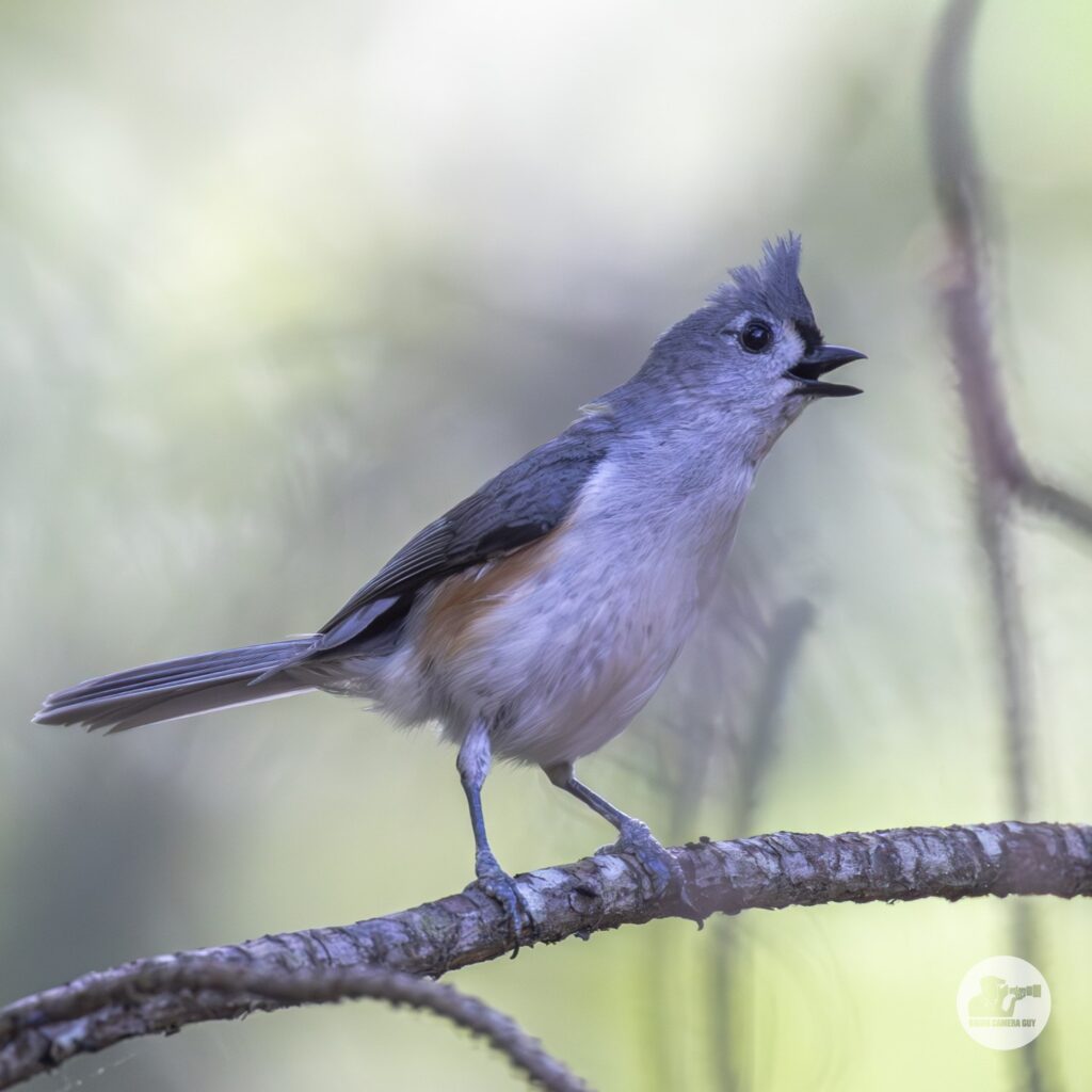 Titmouse