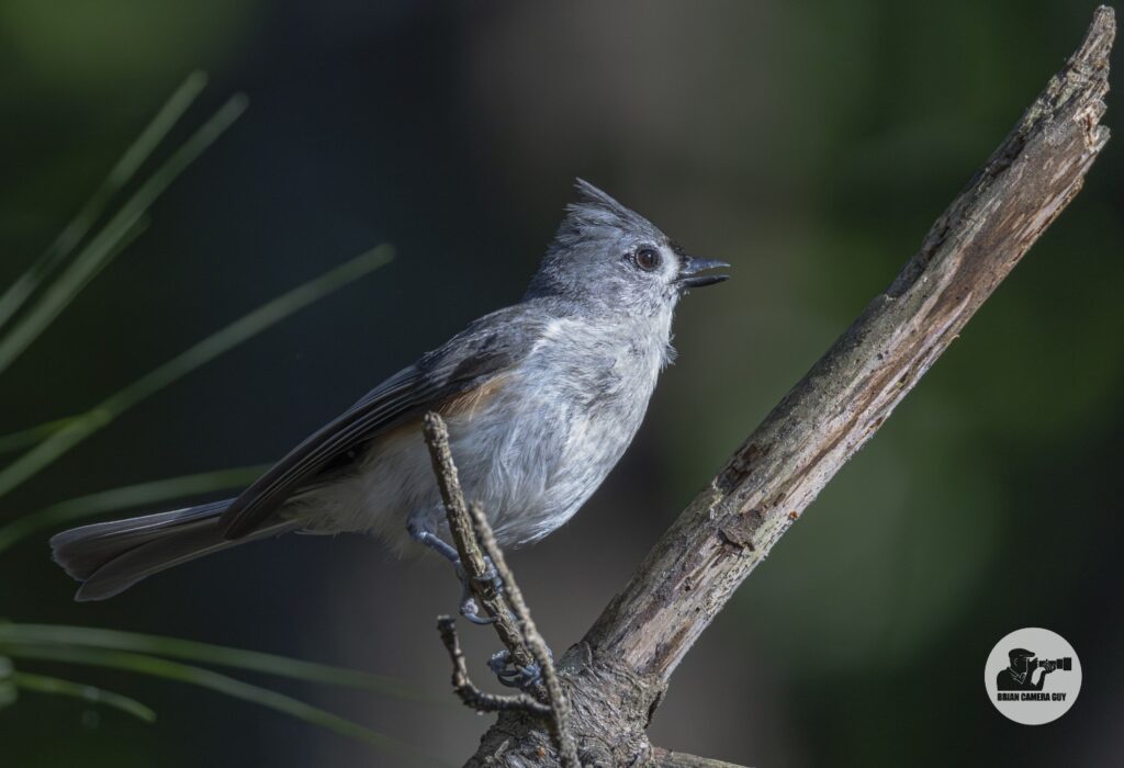 Titmouse_1