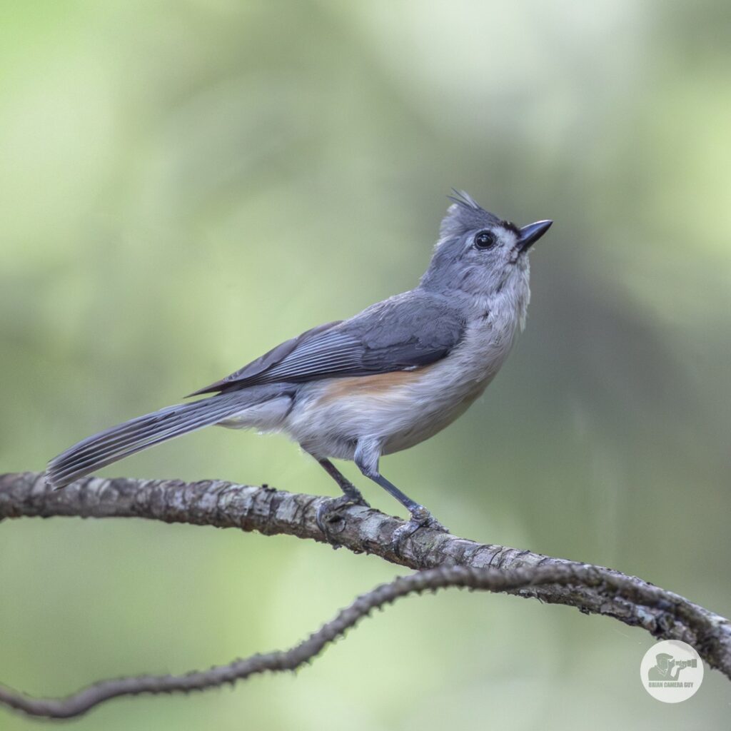 Titmouse_1