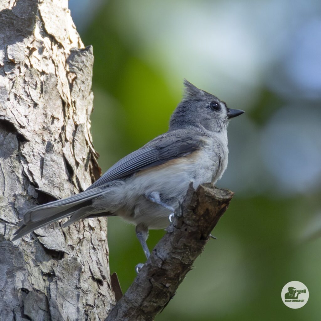 Titmouse_2
