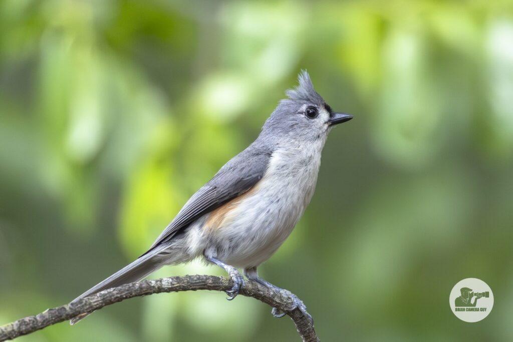 Titmouse_2