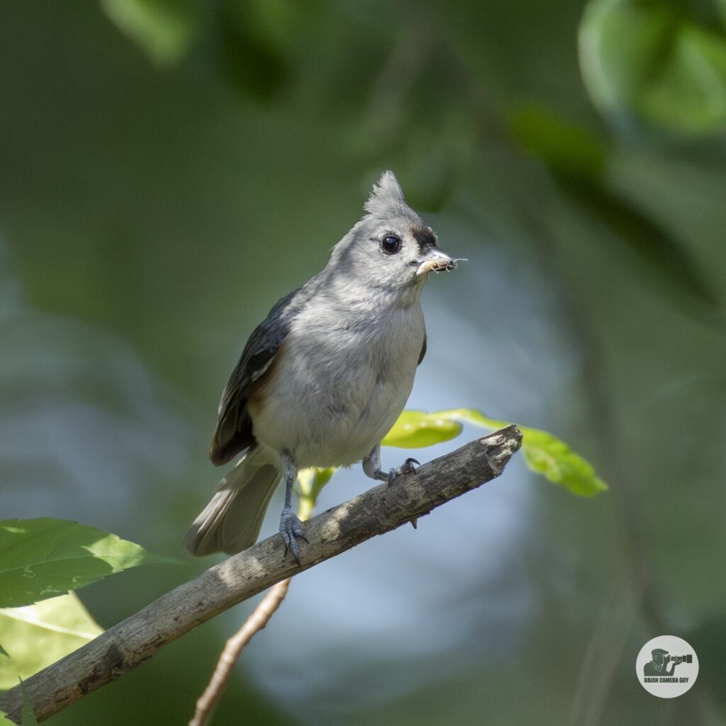 Titmouse_3