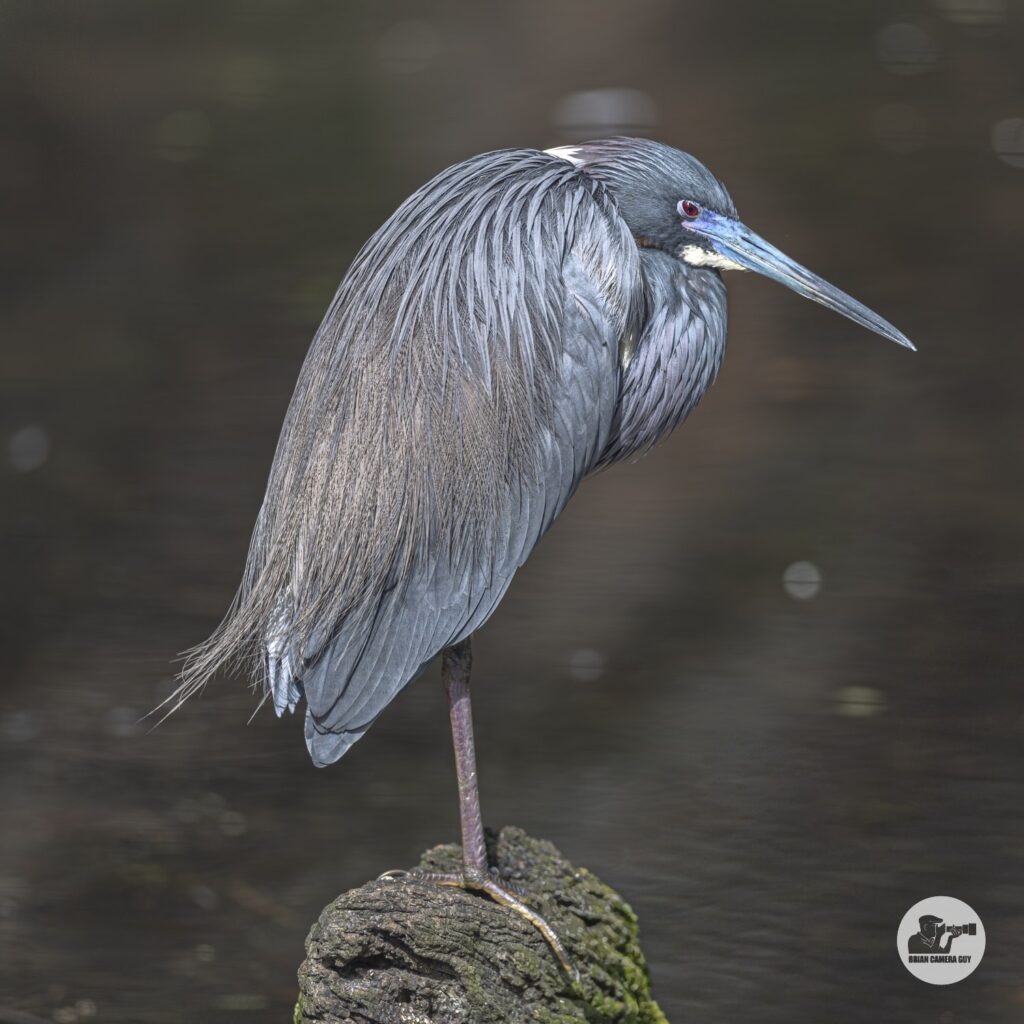 Tricolored Heron