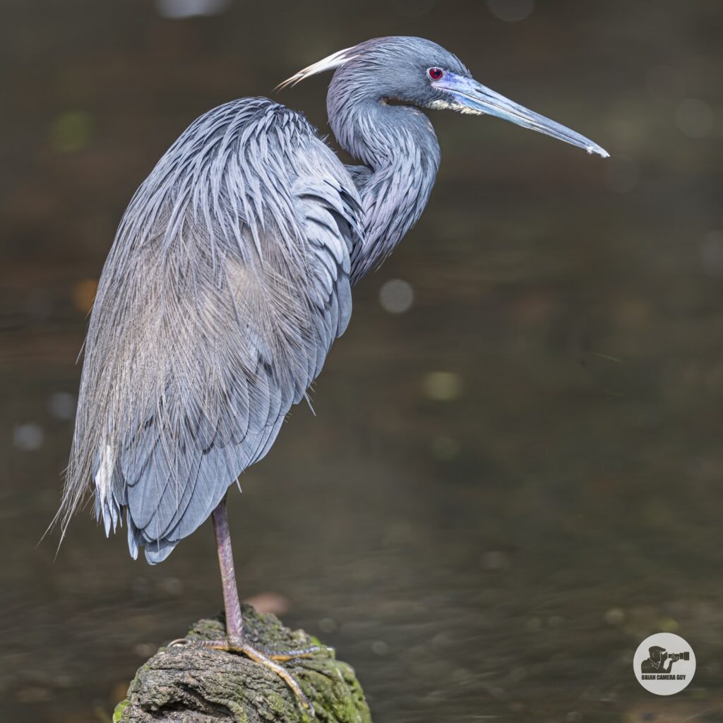 Tricolored Heron_1