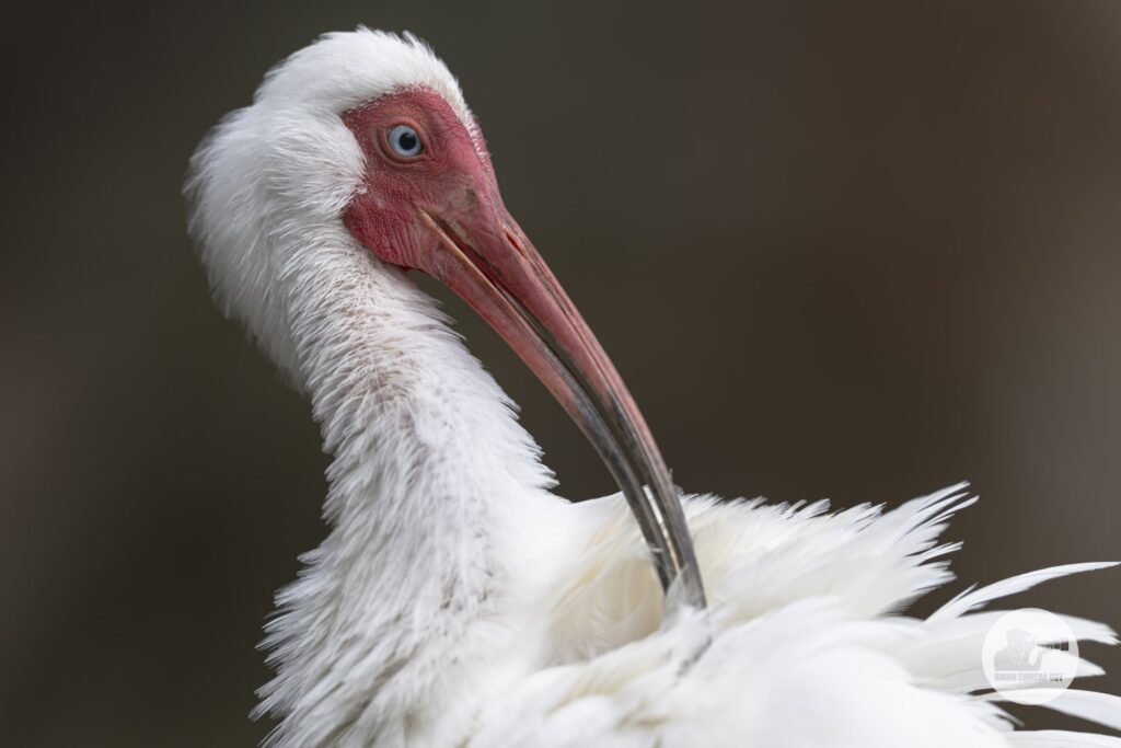 White Ibis