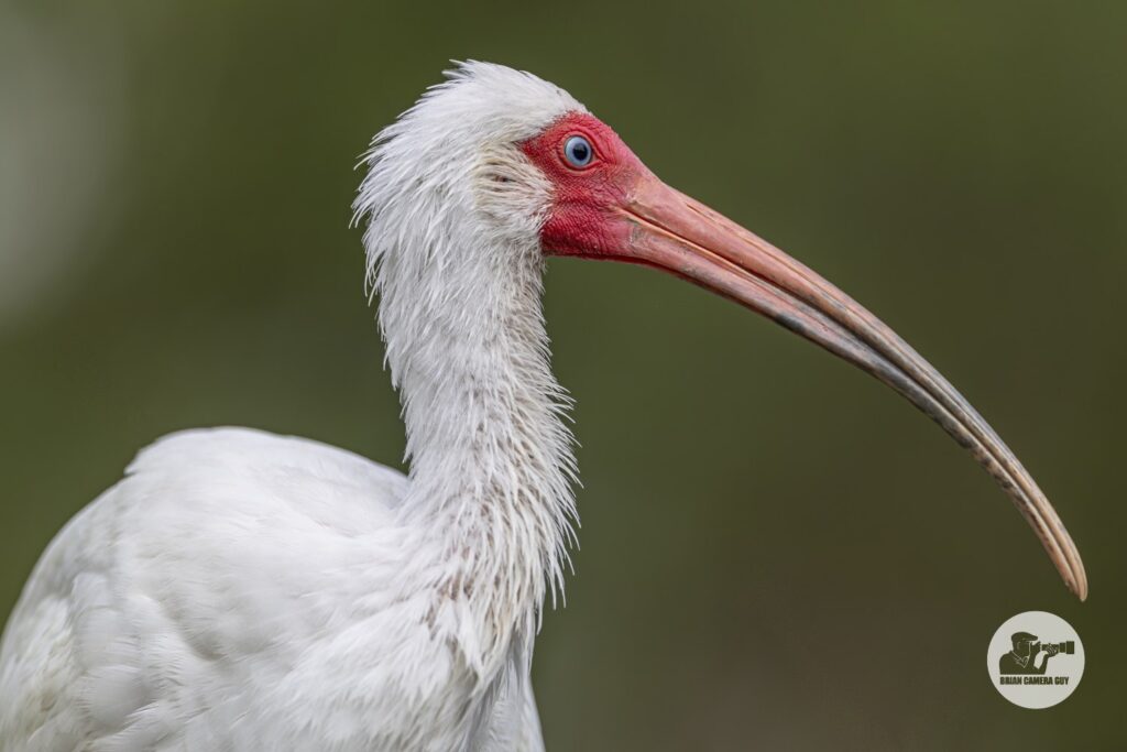 Ibis