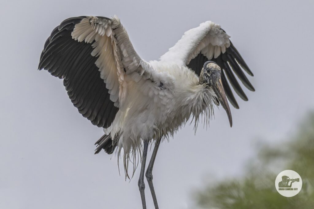 Wood Stork