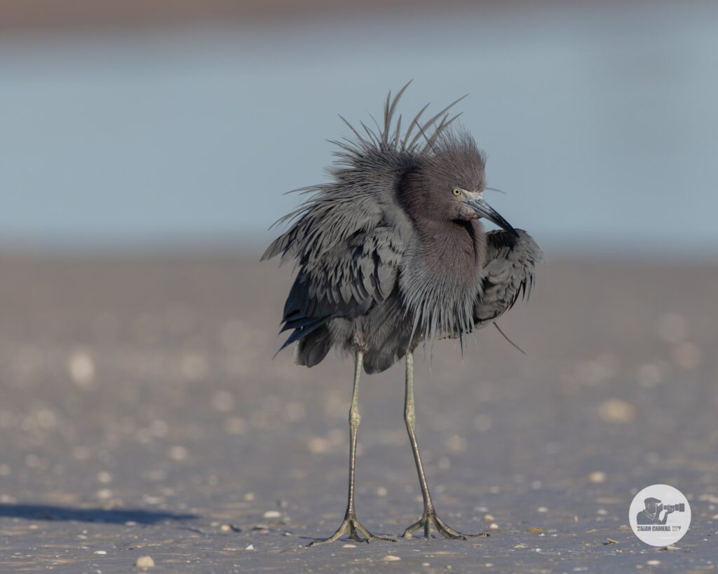 Blue Heron