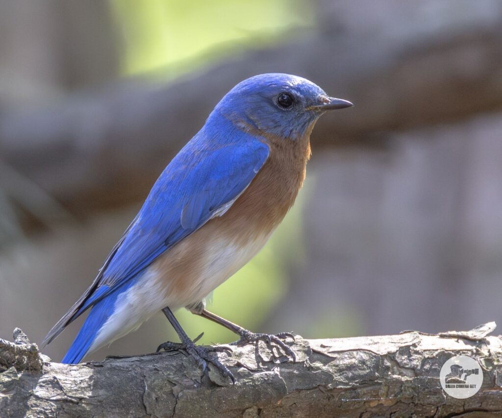 bluebird