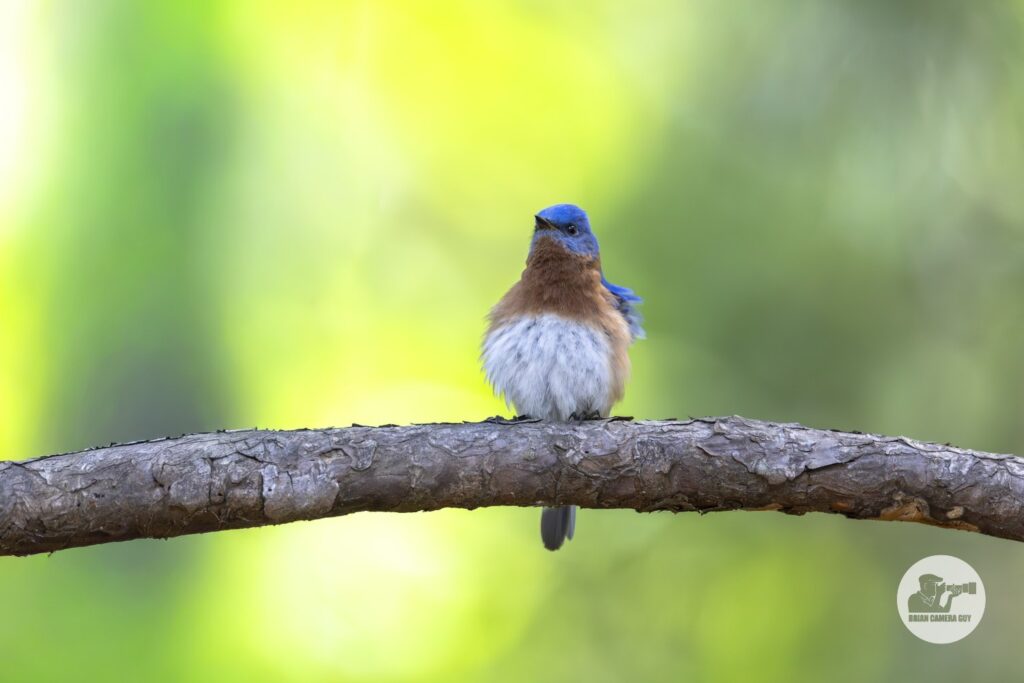 bluebird