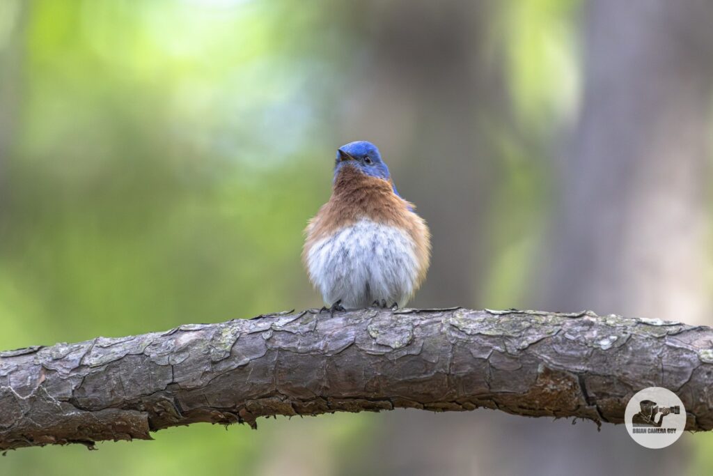 bluebird_1