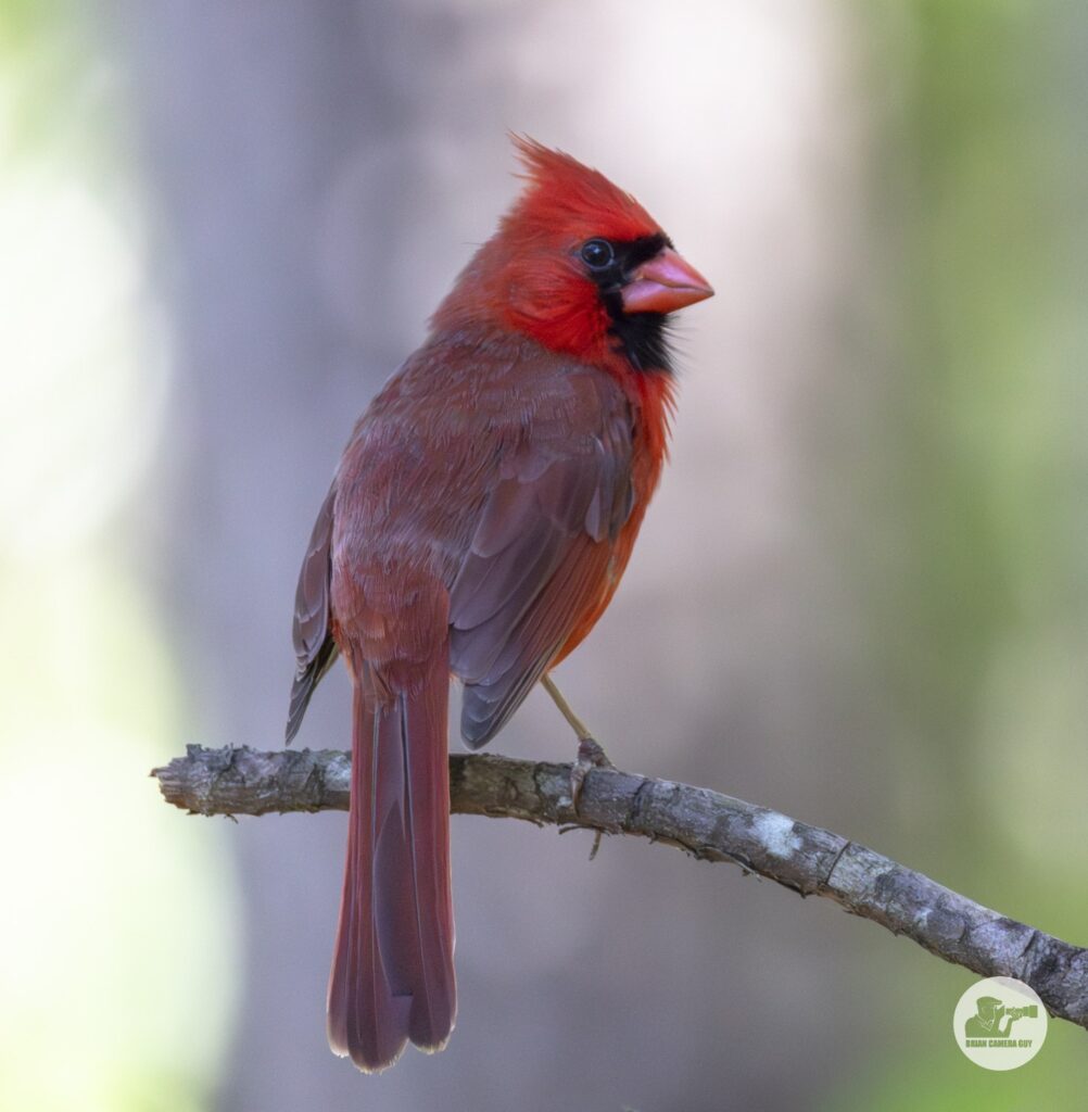 cardinal