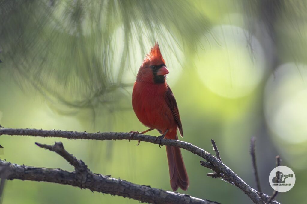 Cardinals