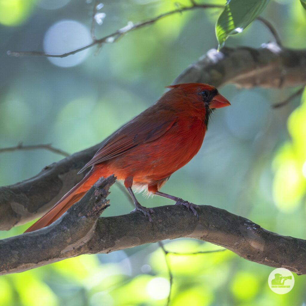 cardinal _1