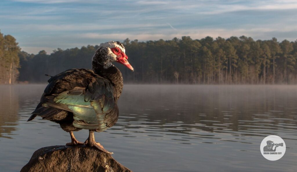 duck