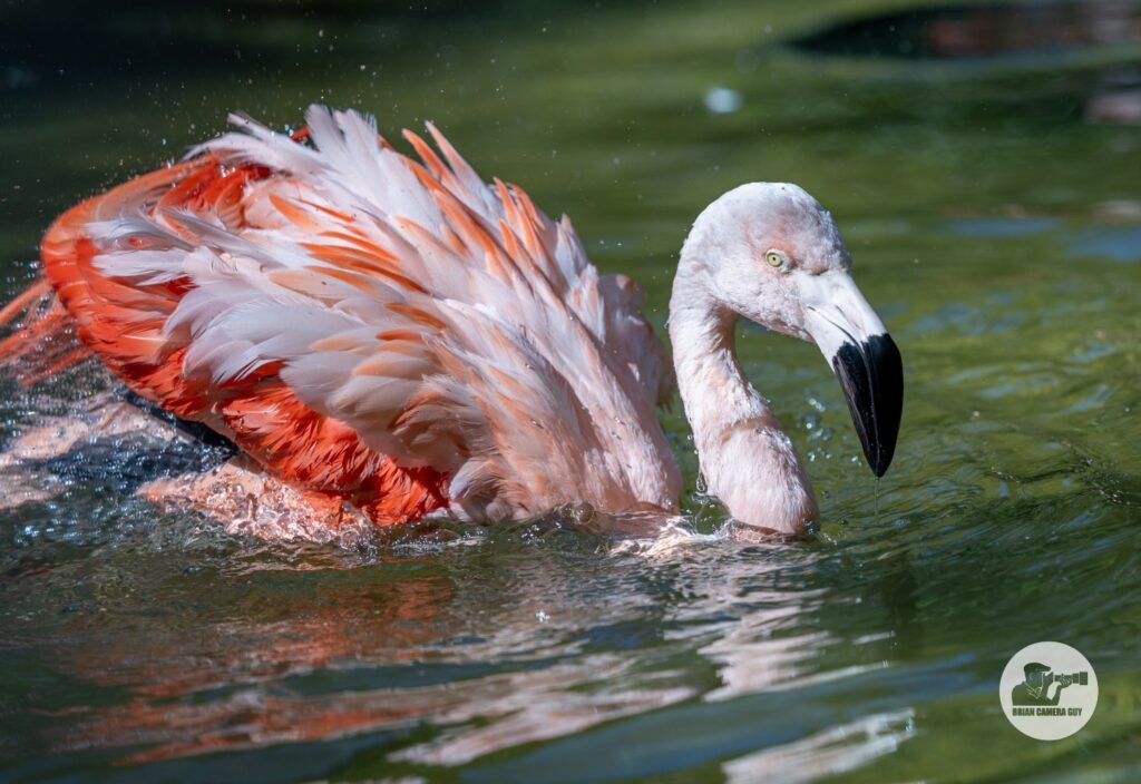 flamingo