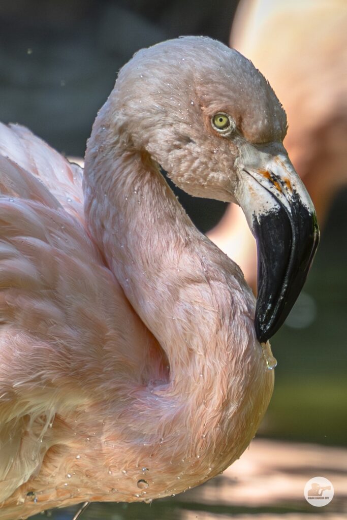flamingo_1