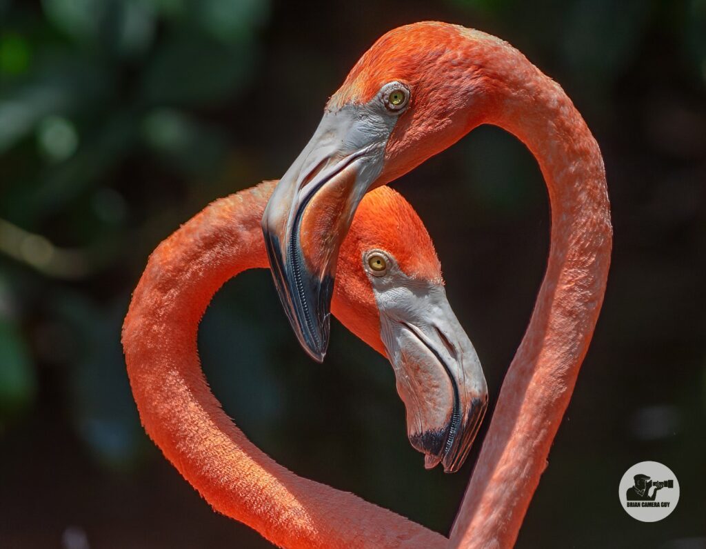 flamingos close up
