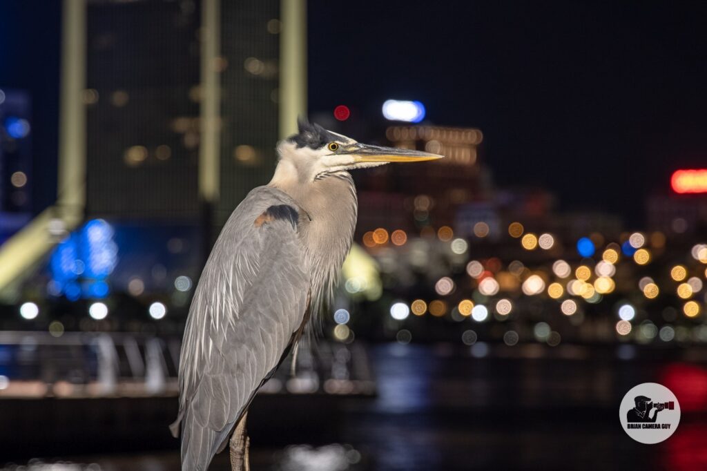 Great Blue Heron