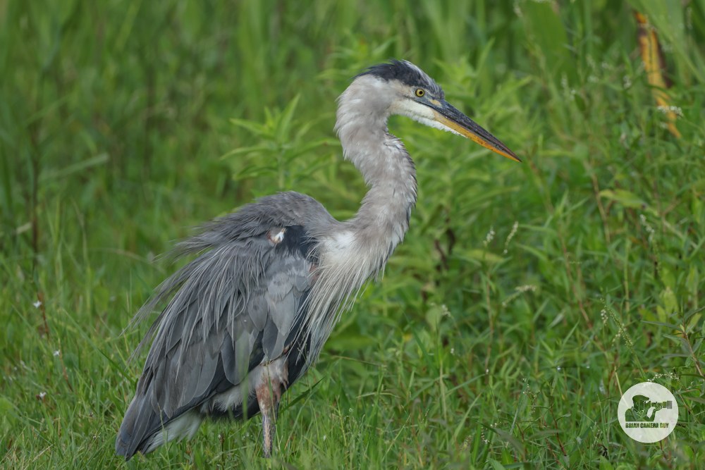 great blue heron_