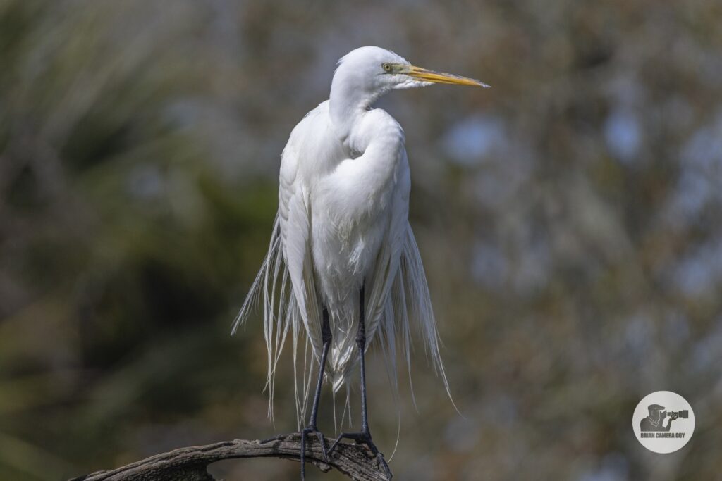 great egret_6