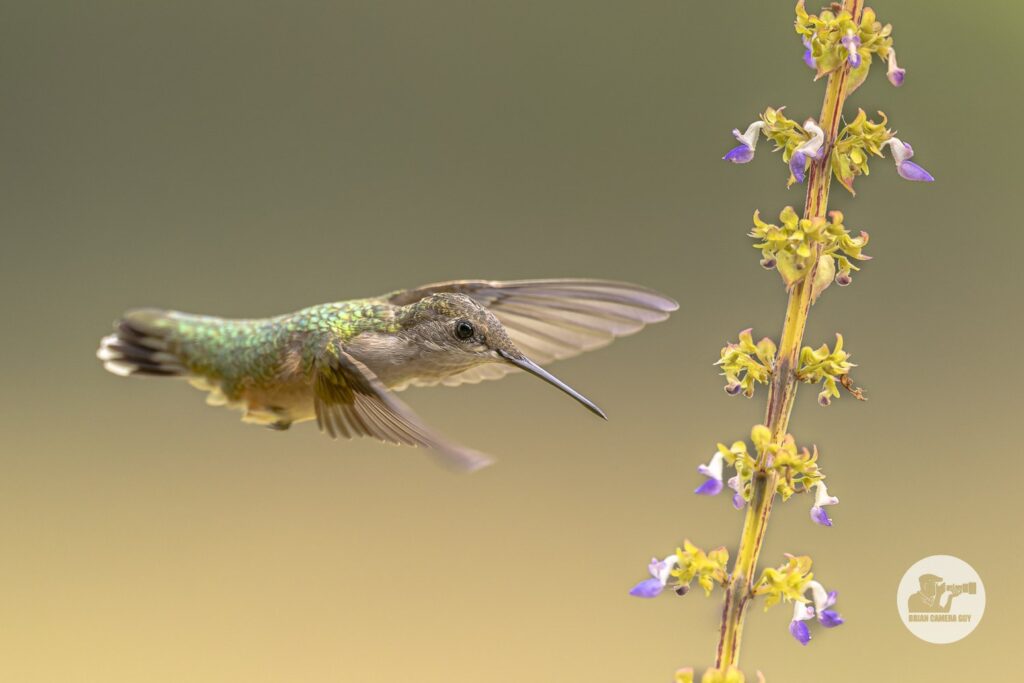 Hummingbirds