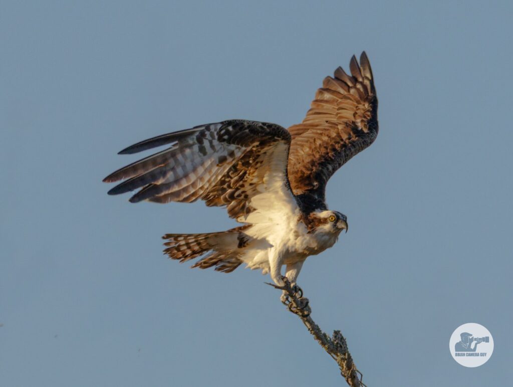 osprey
