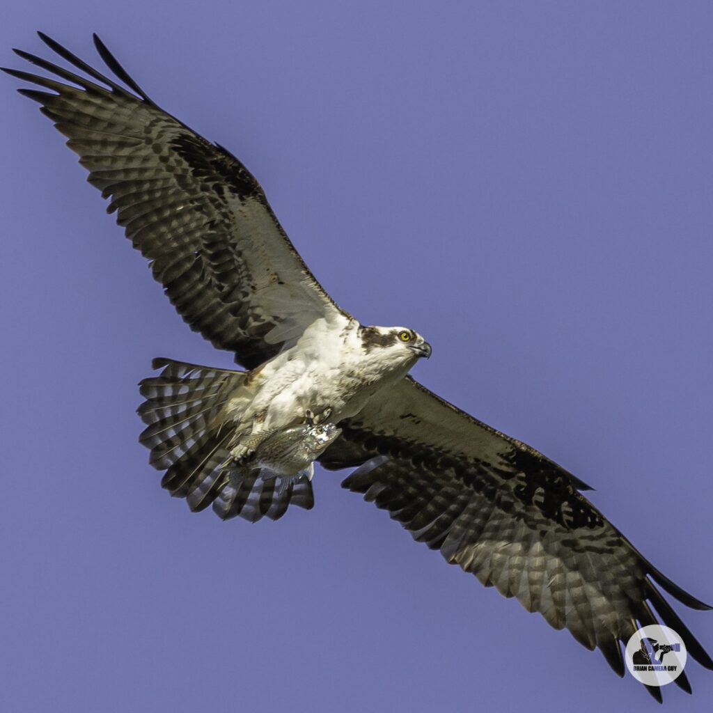 osprey-10