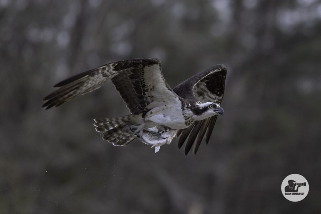 osprey-4