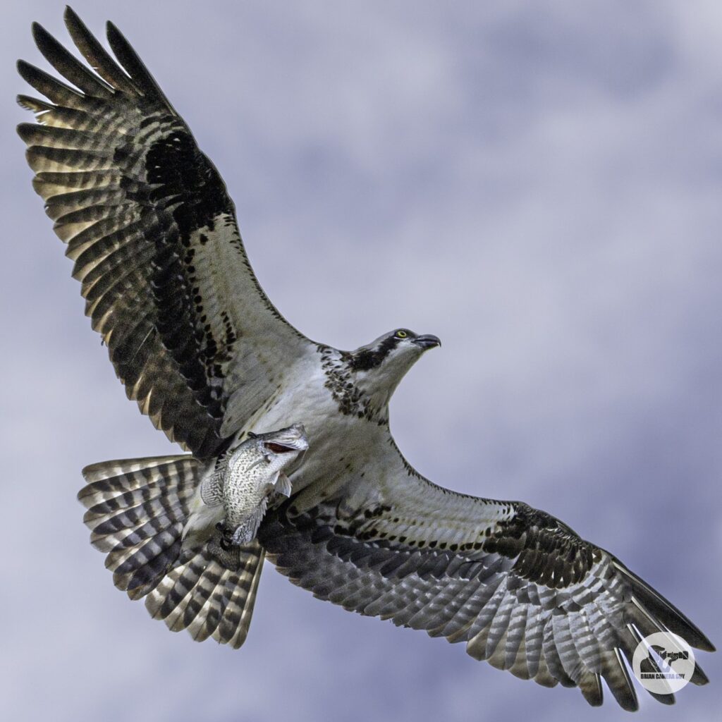 osprey-5