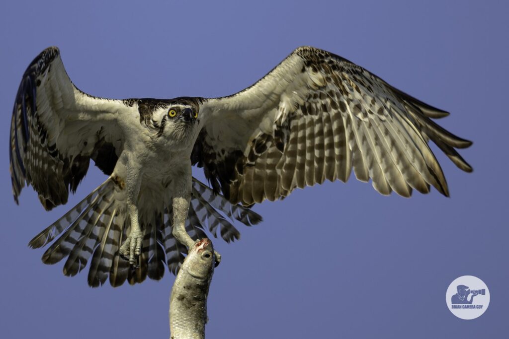 osprey-6